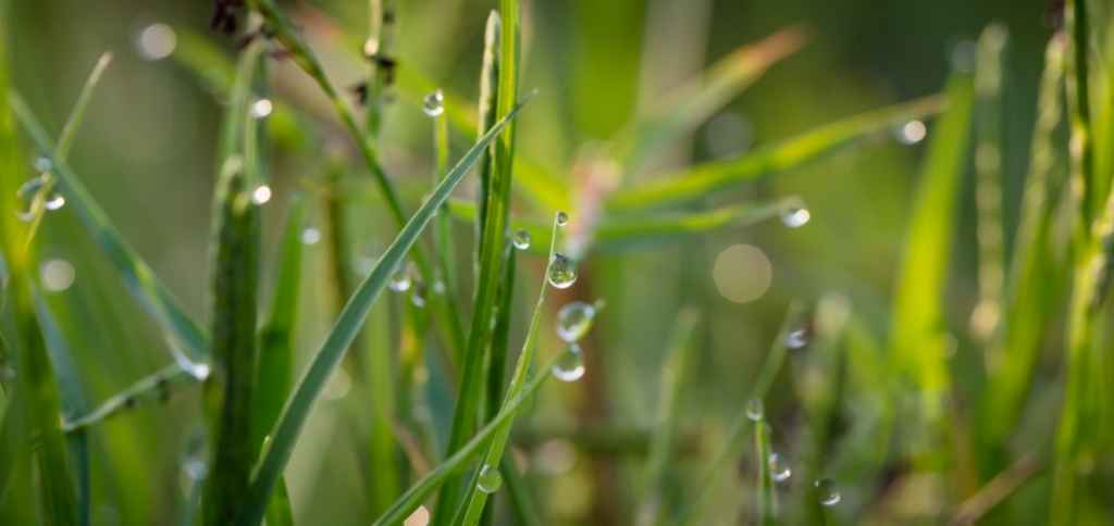 Why Is Proper Watering of Your Lawn Essential