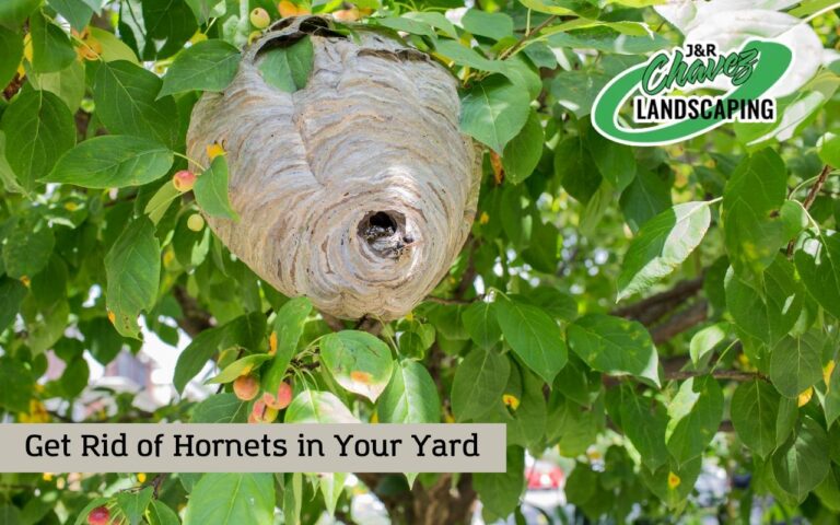 How To Get Rid Of Hornets In Your Yard Crucial Information 6383