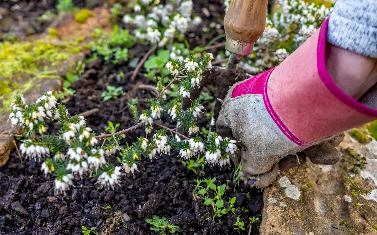 Preparing a garden bed for mulching.