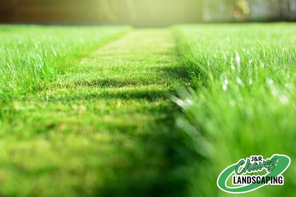 Common lawn care mistakes to avoid in Charles County, MD for a healthier yard